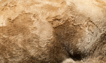 texture and background of brown ox fur