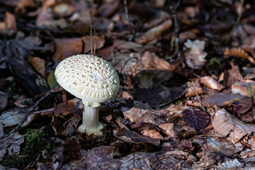 mushroom in the forest