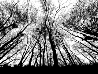 silhouette of bare trees. you are looking up from the ground