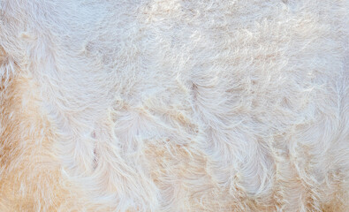 texture and background of white cow fur