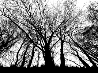 silhouette of bare trees. you are looking up from the ground