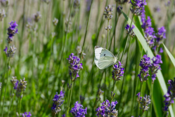 Small white butterfly (Pieris rapae) perched on lavender in Zurich, Switzerland