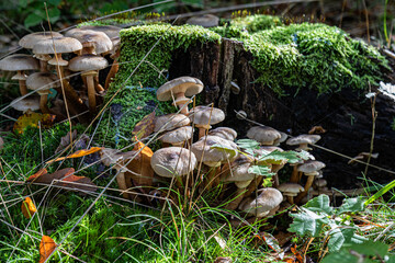 mushroom in the forest