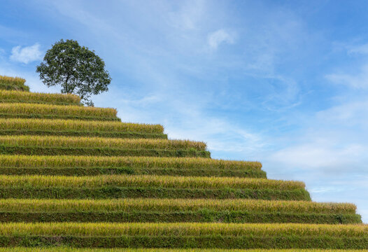 Lone Tree on Rice Terrace