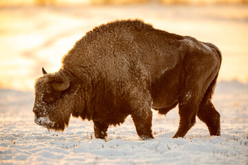 European bison - Bison bonasus in Knyszyn Forest