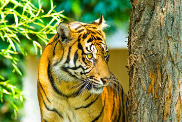 Sumatra Tiger - Wildkatze