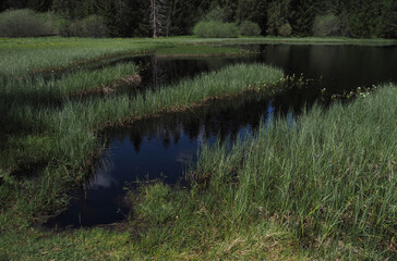 Etang de Gruere, Uferbereich, Schweiz