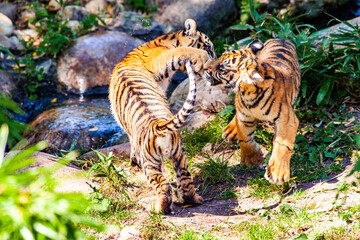 Fototapeta na wymiar Sumatra Tiger - Wildkatze