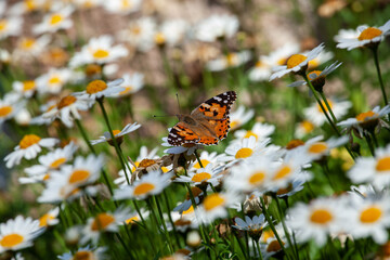 beautiful butterfly on white daisies, close up butterfly photo.