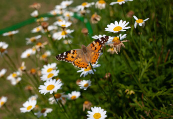 A beautiful butterfly flying over flowers, close up butterfly photo.