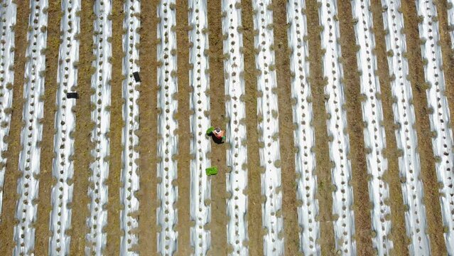raising shot of an unrecognizable person planting tabasco bell pepper seedlings in a furrow in the middle of a crop field