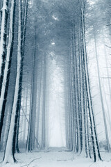 Foggy Forest in winter