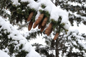 pine cones in snow