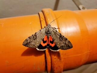 Red Underwing, Catocala nupta, moth, sitting on a large orange plastic tube