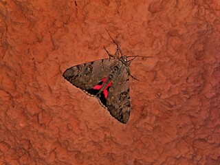 Red Underwing, Catocala nupta, moth, sitting on orange bumpy wall