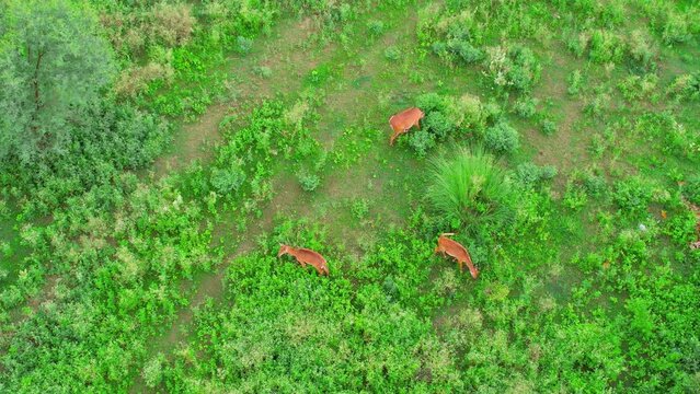 Panning aerial drone shot of brown deer standing in the middle of green feild with small bushes shot in gurgaon delhi india showing wildlife on the outskirts of Indian cities