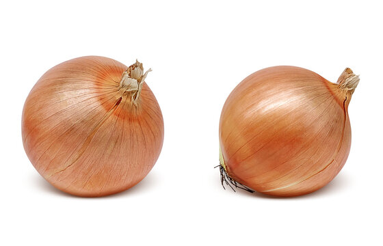 玉葱 Images Browse 11 213 Stock Photos Vectors And Video Adobe Stock