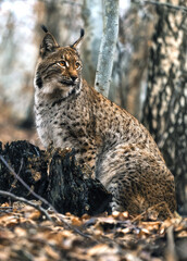 Ryś euroazjatycki lynx lynx © wentapat