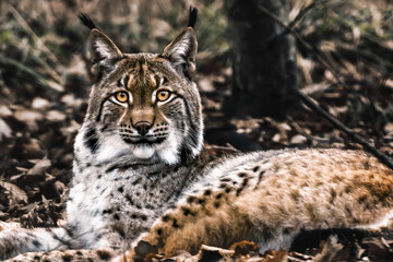 Ryś lynx lynx © wentapat