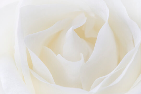 close up of beautiful white rose