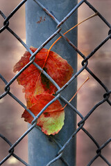 Fall Autumn Leaf Caught in Chain Link Fence