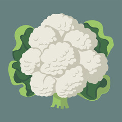 Organic fresh food vector  illustration of a cauliflower.  Healthy vegetable. Natural green agriculture plant. Good healthy food for vegans. Vegetarian nutrition with vitamins. Raw farm product. 