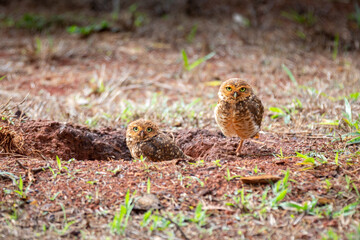 Burrowing owl next to the nest in the hole in the ground