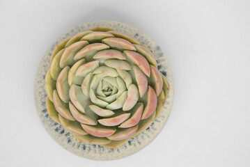 Fototapeta premium Succulent (Echeveria, crassula, aeonium, cotyledon, lithops, kalanchoe, caudex, etc)
