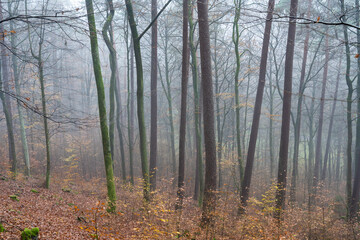 Fototapeta premium Karlstalschlucht in der Pfalz