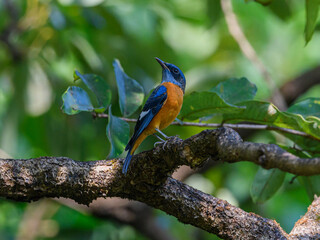 Blue capped rock thrush just migrated to western ghats and having minimal coloration.