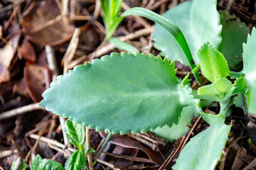 Typical juicy green leaf in selective focus