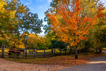 Plakat autumn trees in the park