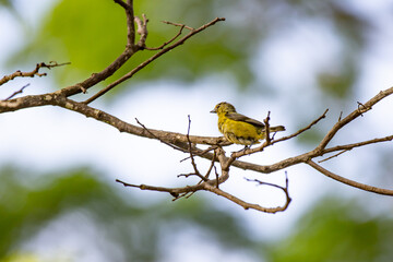 Small and rare tropical bird from the wild Brazilian forests