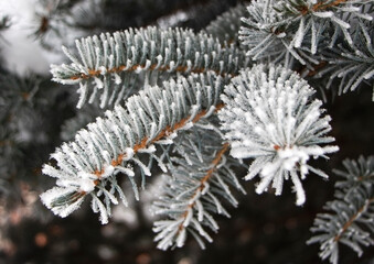 Naklejka na ściany i meble A branch of a blue Christmas tree covered with white frost and snow in close-up