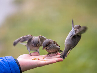 The boy feeds the birds with seeds from his hand. Sparrow eats seeds from the boy's hand