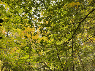 Beautiful, lush forest scenery at Dingmans Falls in Pennsylvania, USA. Photo taken on October 16th, 2022, during the Fall season.