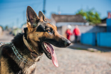 German Shepherd
