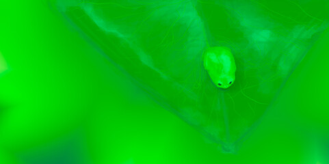 Ilustración de pequeña rana verde en una hoja verde  © Alejandra G.R 