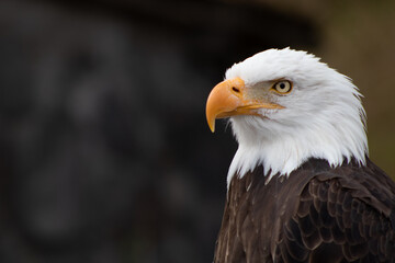 Majestic bald eagle or American eagle in El Cóndor park.