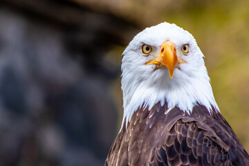Majestic bald eagle or American eagle in El Cóndor park.