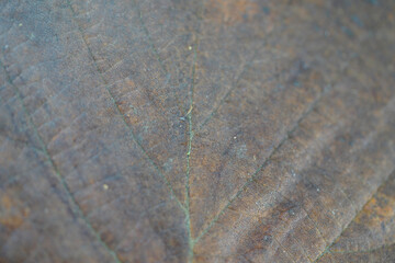 Leaf of a deciduous tree