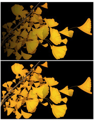 Gingko Tree Branch