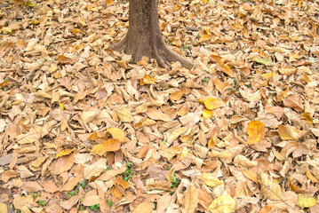 autumn leaves in the park