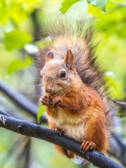 The squirrel with nut sits on tree in the autumn. Eurasian red squirrel, Sciurus vulgaris.