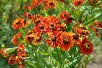 Helenium Koenigstiger or Gelenium autumn. Beautiful bright red flowers. Perennial long flowering plant.