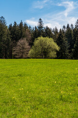 Fototapeta na wymiar Fresh green springtime meadow with trees around and blue sky