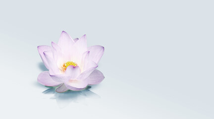 Obraz na płótnie Canvas Lotus flower floating on lighr color background, Beautiful white waterlily flower on soft light