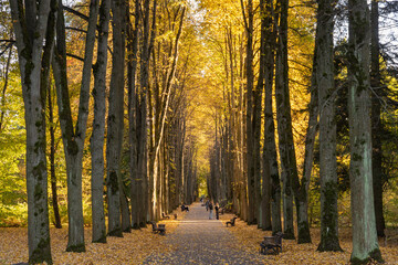 The alley in the public park of Minsk in autumn