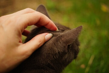 female hand pet a cat on the head in the garden.