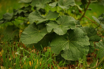 Lush green burdock plant grows in the garden